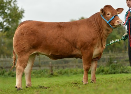 Burnbank Honey  5,000gns