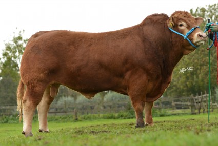 Ironstone Goldeneye 4,000gns