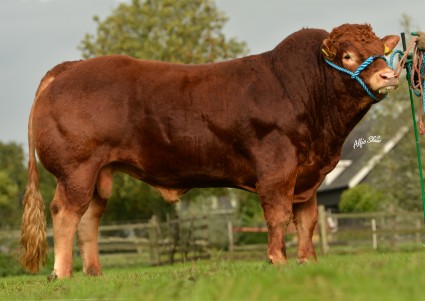 Wilodge Gatsby 3,000gns