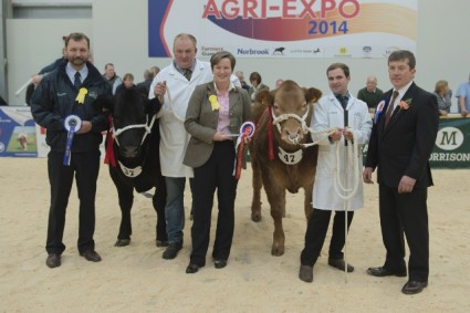 Reserve Champion Steer Stevie Gee (37 Neil Slack) & Champion Steer Maybe This Time (47 James Nisbet) 