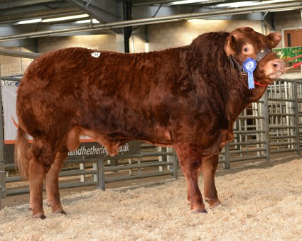 Shadog Imperial 6000gns