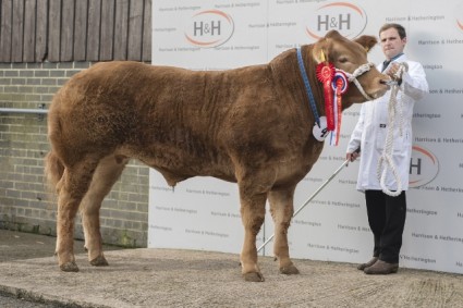 Steer Champion Maybe This Time (James Nisbet)