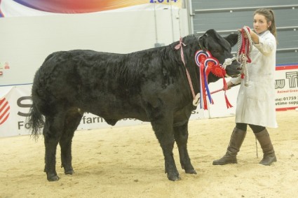 Supreme Champion Khaleesi (194 Dermot Small) 