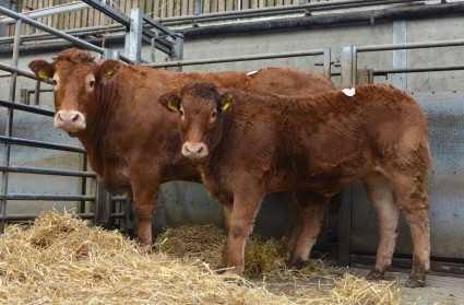 Glarryford Egnima with calf at foot Glarryford Jersy Top Price 4,000gns