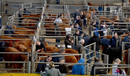 Ballymena Mart