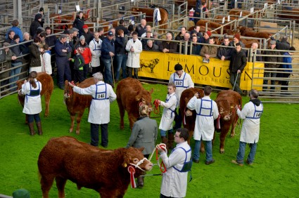 Ringside at the Calf Spectacular