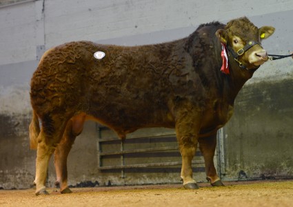 Chinauley Ian 3,700gns Res