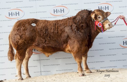 Goldies Informer -10,500gns