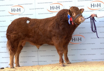 Haltcliffe Imperial - 28,000 gns