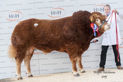 Maraiscote Ingemar- Intermediate and Res overall Champion 9000gns
