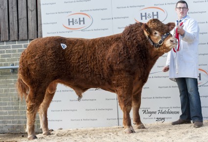 Trueman Idol - 17,000gns