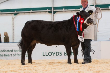 Baby Beef champion, Black Beauty from Tecwyn Jones, by Ronick Hawk