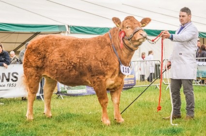 Breed Champion Tweeddale Harika