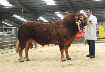 Warrenderpark Geronimo 5400gns