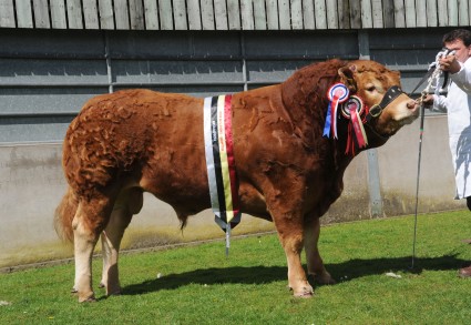 Redland Illanois Supreme Champion