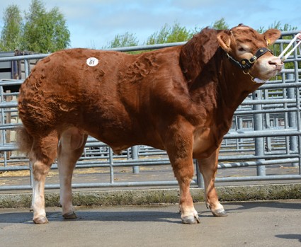 Wilodge Joskins 9,500gns