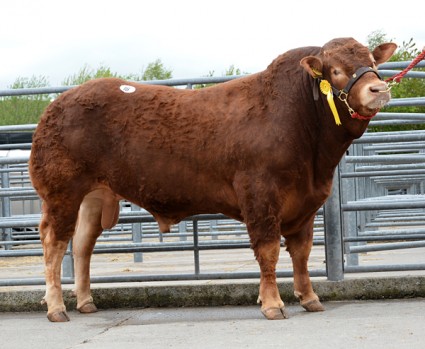 Loosebeare Insult 5,00gns