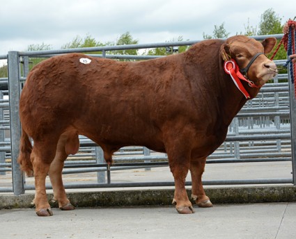 Loosebeare Integrity 5,400gns