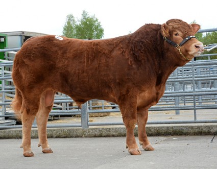 Foxhillfarm Jumpinjackflash 5,200gns