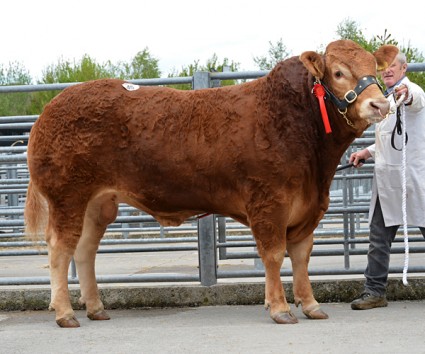 Garyvaughan Italy 7,000gns