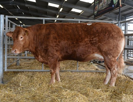 Top Priced Female Sarkley Fadajen 4,350gns