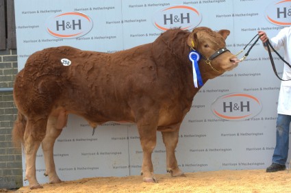 Foxhillfarm Jupiter 29,000gns