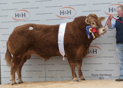Lenagh IQ - Intermediate Champion and Res Overall - 13,000gns
