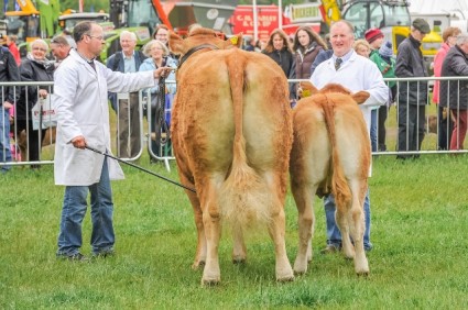 Limousin judging Northumberland County show 2015 (2) (640x426)