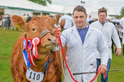 Limousin judging Northumberland County show 2015 (5) (640x427)