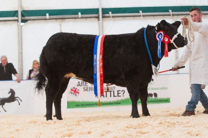Overall champion Sooty from T C Edwards and Sons