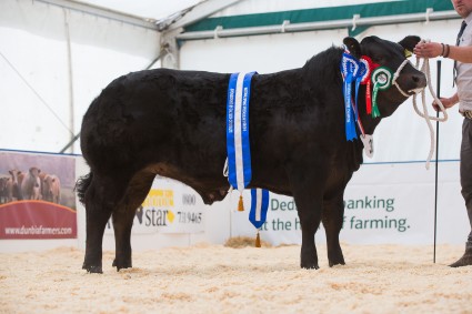 Reserve overall champion, Midnight Black, from Trevor, Linda and Johnny Lyon