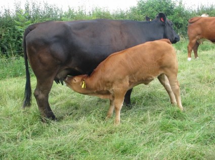 Tennant.Commercial cow and calf (640x480)