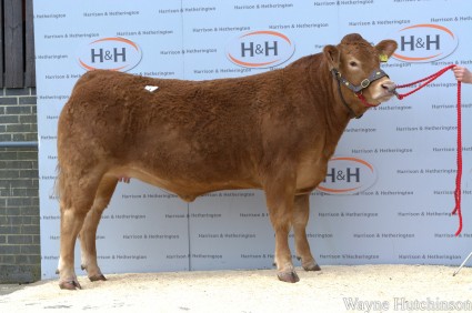 Goldies Heaven 8000gns