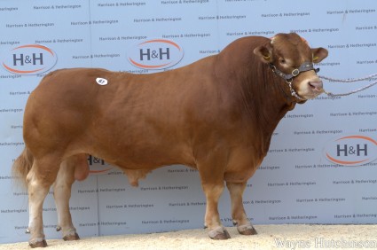 Kaprico Germander 8000gns