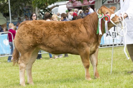 Baby Beef and Overall Champion Commercial