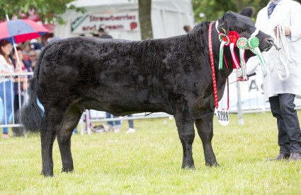 Black Beauty - Champion Heifer and Res Overall Commercial from Tecwyn Jones