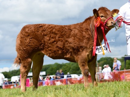 Champion Calf Millgate Lucy