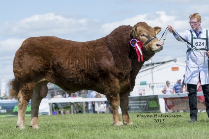 Foxhillfarm Jasper - Limousin Male Champion