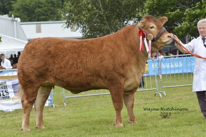 Frogmore Helen - Limousin Overall Champion and Interbreed Champion at the Royal Welsh Show.