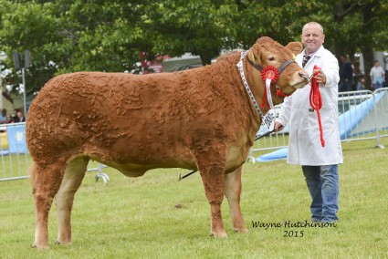 Pabo Icemaden - Best Welsh Bred Limousin