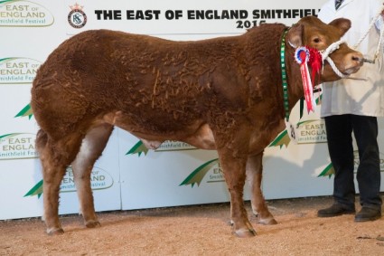 Pure Continental Champion from Tecwyn Jones