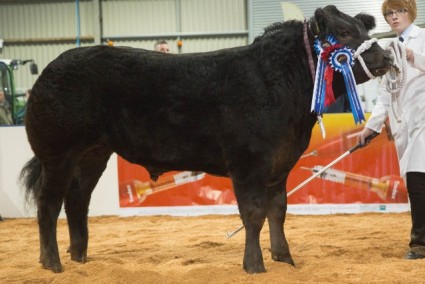 Reserve Steer Champion - Jack the Lad from Jennifer Hyslop