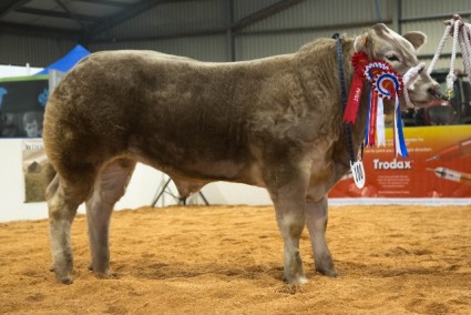 Steer Champion - Shaken Not Stirred from Jennifer Hyslop