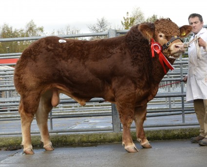 Ashledge Judaspriest 5100gns