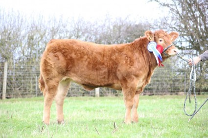 Dinmore Lizelle Limousin Reserve Heifer Champion National Pedigree Calf Show