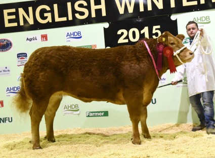 Pedigree Limousin champion Bailea Juniorchamp from I J Phillips.