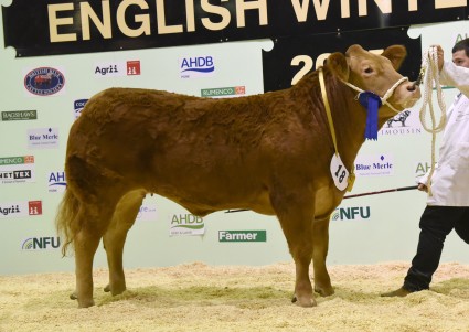 Pedigree Reserve Champion Calverton Jemima from G R Fountaine.