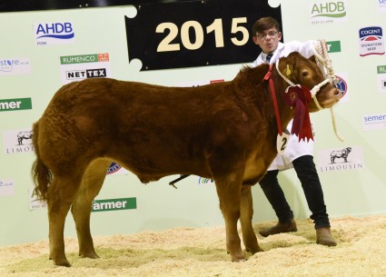 Reserve Baby Beef Champion Dolfy Duke from J A Nicholls.