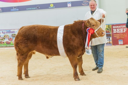 Reserve Overall and Champion steer