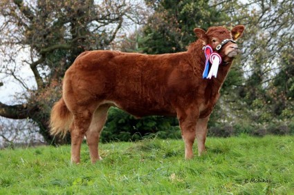 Sevengun Jellee Limousin Champion in the National Pedigree Calf Show